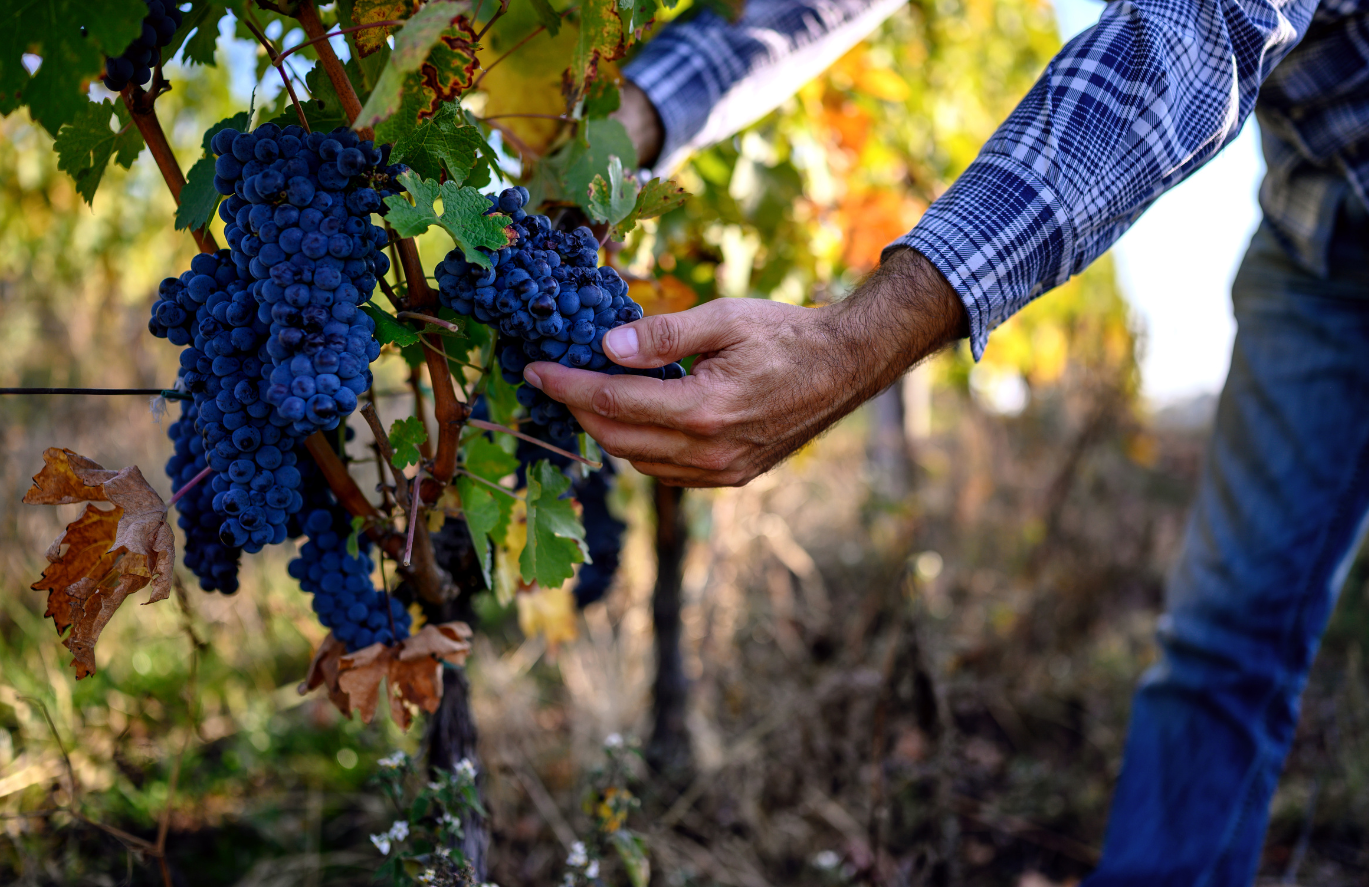 La vendemmia in Piemonte: riti, tradizioni e cultura del vino